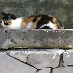 Laura Apartmán Korčula