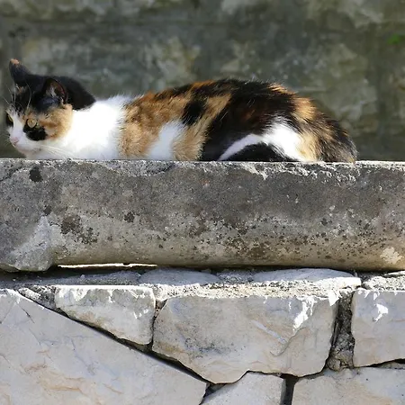 Laura Apartmán Korčula